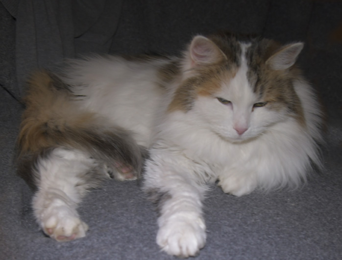 Sibirisk katt Tracie